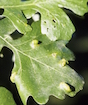 Oak leaf blister (Taphrina caerulescens). www.ipmimages.org