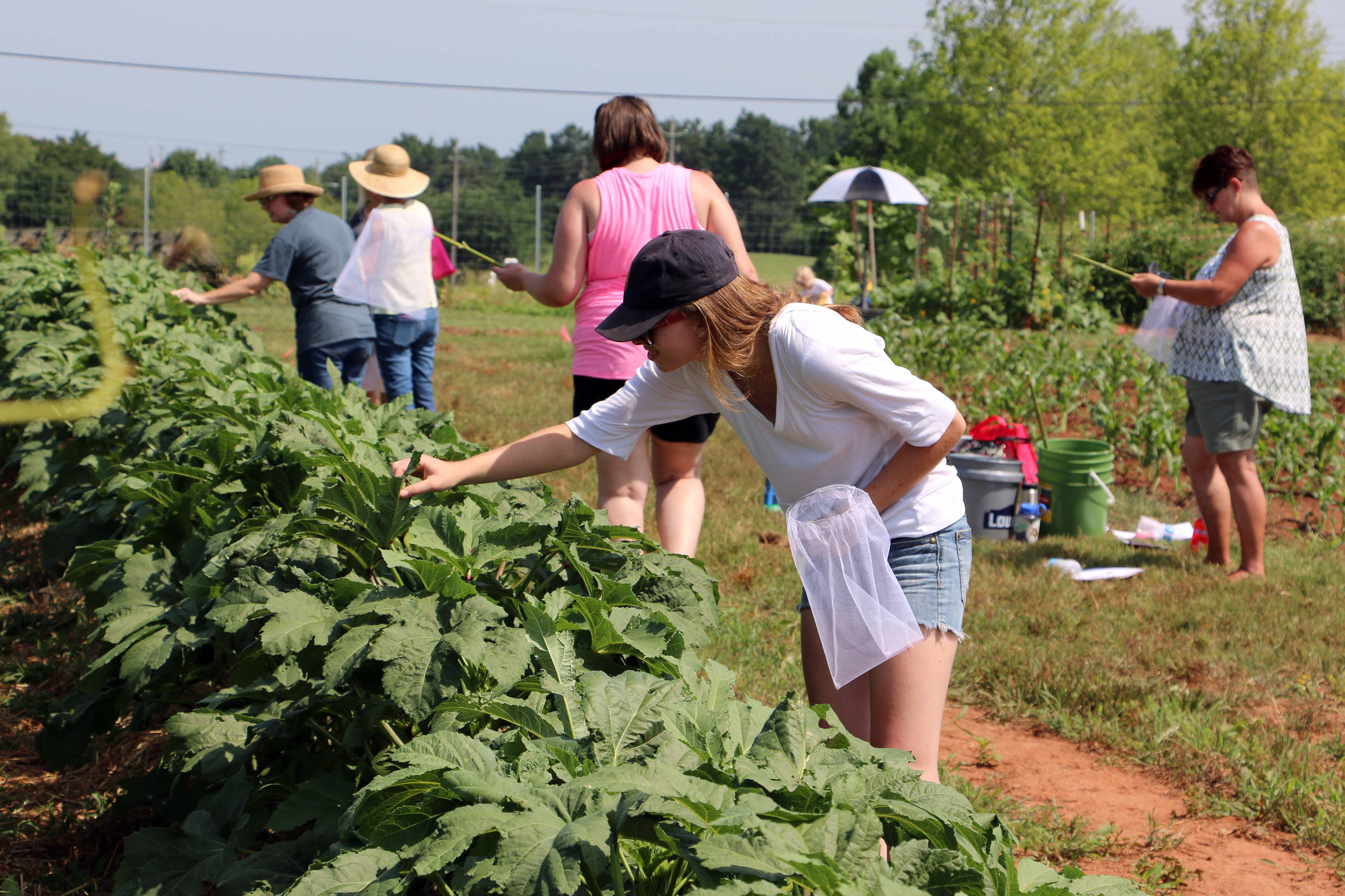 Insect scouting is an important part of any vegetable management plan.