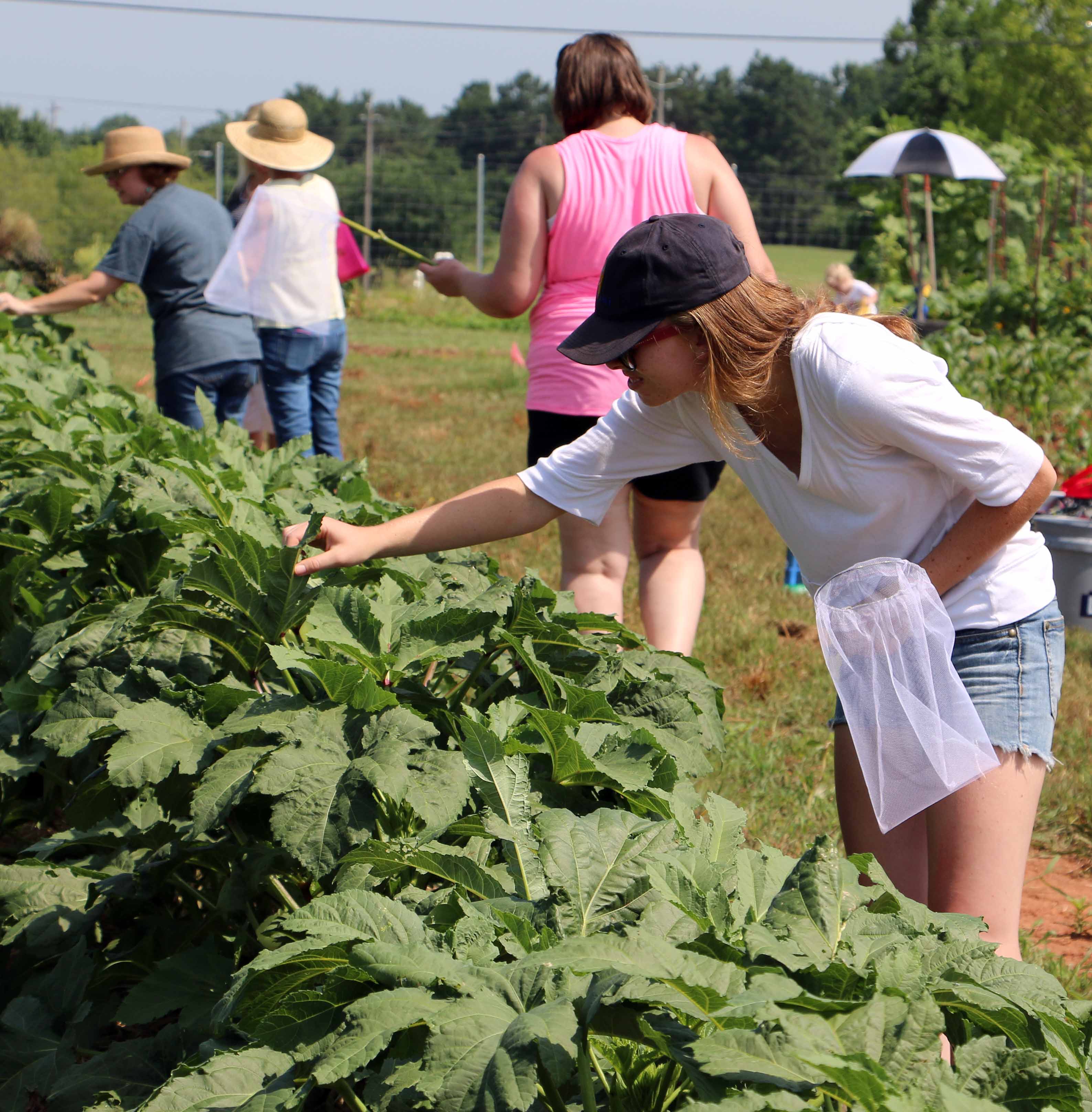 For the third consecutive summer, Georgia teachers have joined with UGA Extension for school garden trainings.