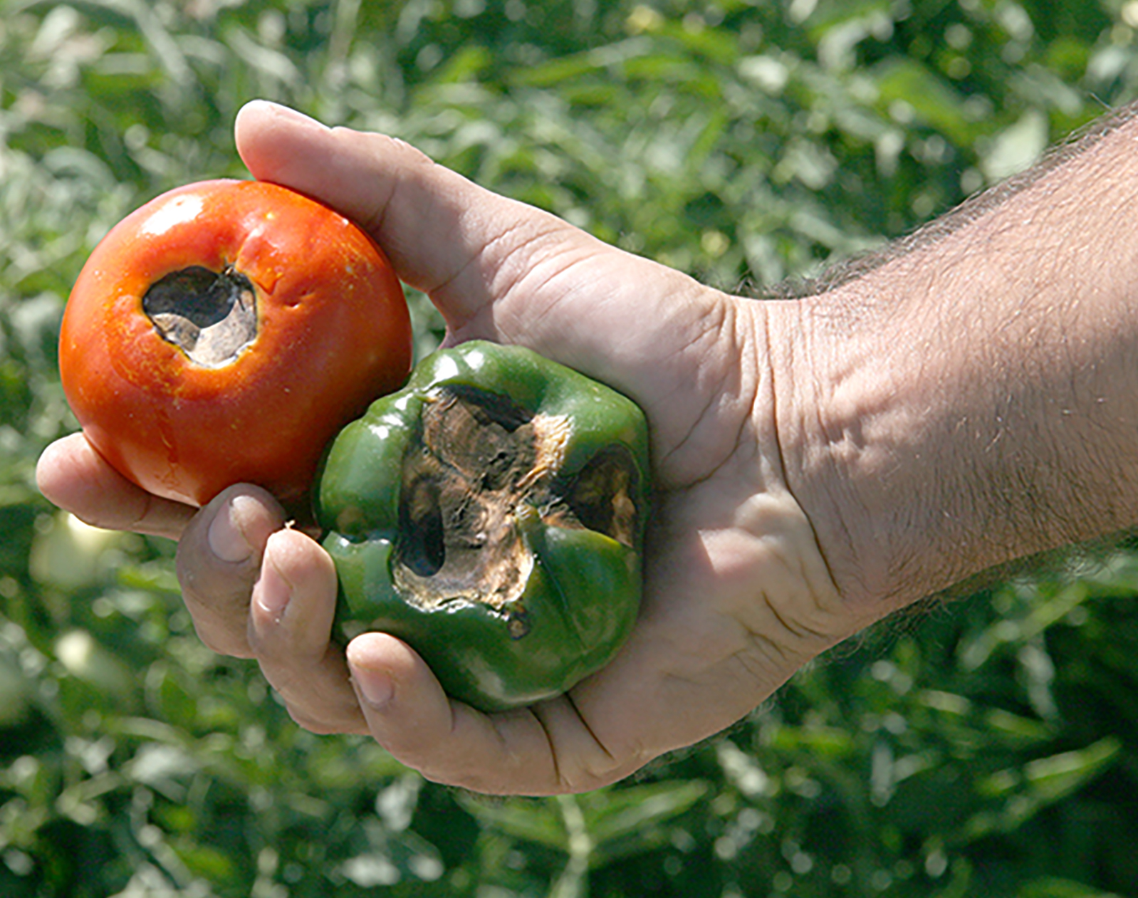Tomatoes are prone to diseases like blossom end rot, a condition where the bottom of the fruit turns black due to lack of calcium.