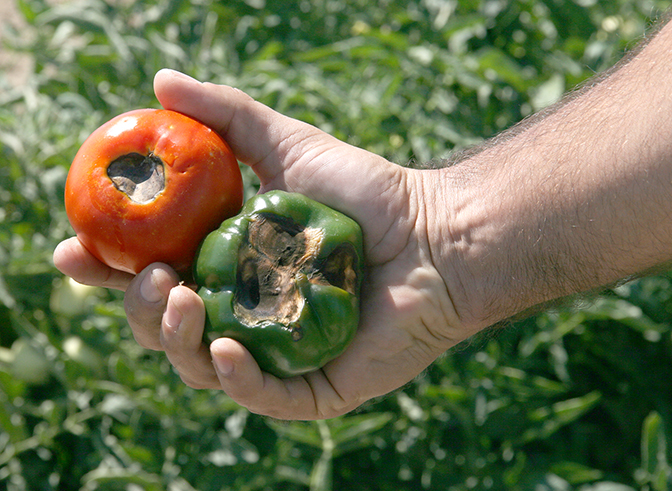 Tim Coolong holds a bell pepper and tomato. Both vegetables, grown on the UGA Tifton Campus, show symptoms of blossom end rot.