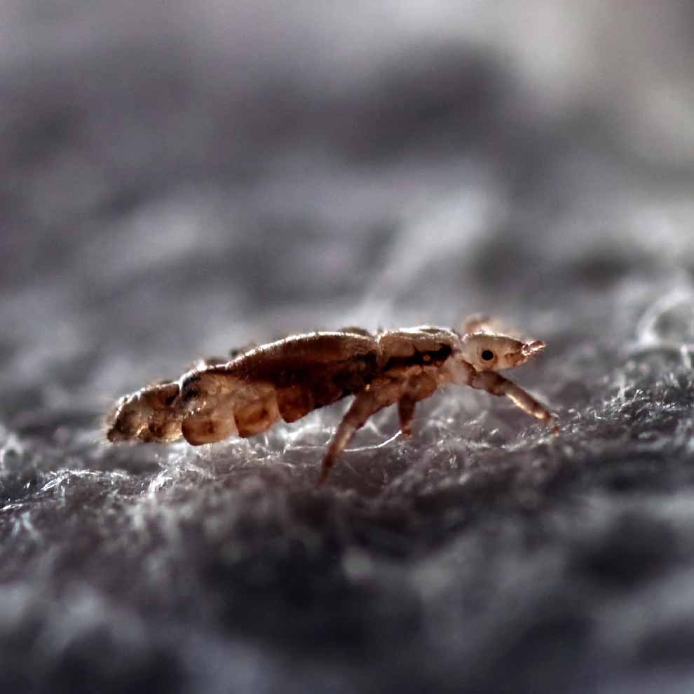 Insecticide-resistant head lice have been found in 37 states including Georgia, but there is no reason to panic.