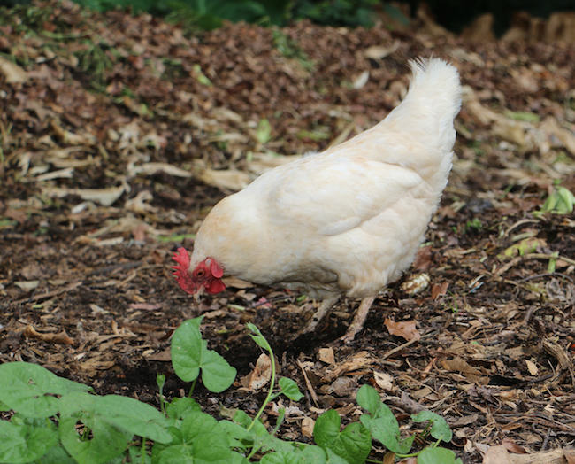 The H5N2 strain of avian influenza doesn't hurt people, but it can hurt chickens. Backyard chicken owners can bring the disease home to their flock if they are not aware of the potential threats or signs of sick birds.