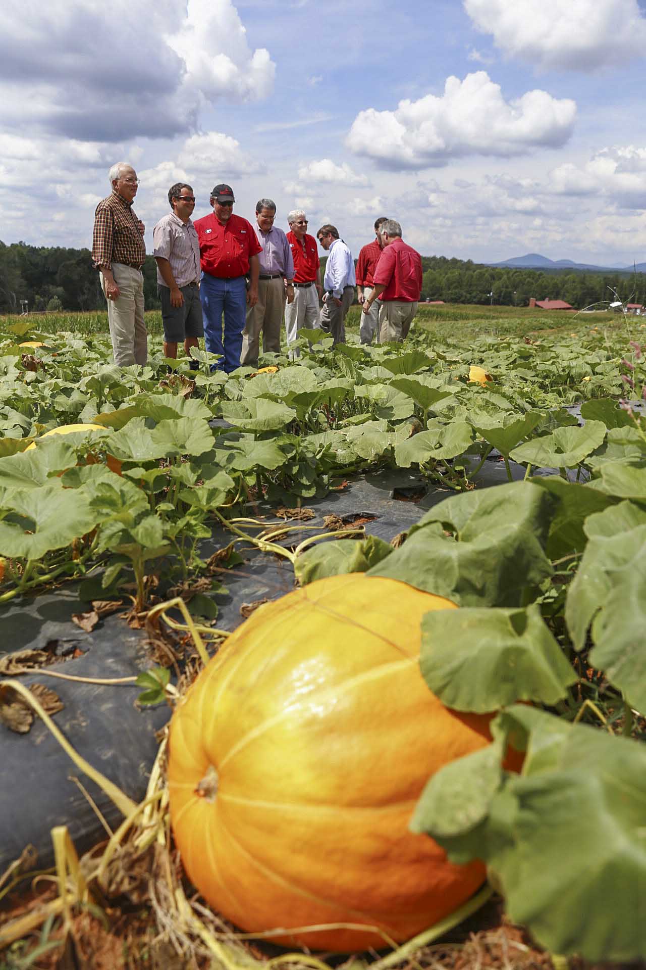 Georgia Commissioner of Agriculture Gary Black examines a pumpkin field at Jaemor Farms with farm manager Drew Echols, Rep. Terry England, UGA President Jere Morehead, CAES Dean J. Scott Angle and other officials during the UGA President's Third Annual Farm Tour.