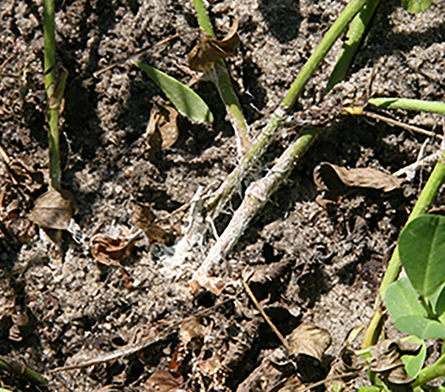 Pictured is white mold disease on peanuts at a UGA research farm in Tifton, Georgia.