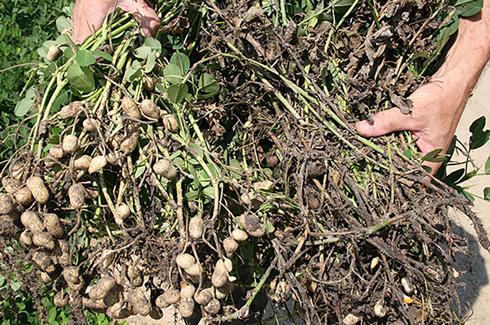 Pictured is a comparison between healthy peanuts and those infected with white mold disease.