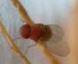 The most common species of fruit fly has red/orange eyes, but not all fruit flies have red/orange eyes. Fruit flies, typically just an eighth of an inch in size, often hover around and just above food (most often decomposing vegetable matter) prior to landing.

Habits: Feed mainly on decaying vegetable matter, compost, rotting fruit, etc. Often found around salad bars and restaurants where vegetable matter and juices collect. Also called vinegar flies, since vinegar (acetic acid) is a decomposition product of some rotting vegetable matter.

Interventions: Find larval fly feeding site(s) and clean or otherwise throw away rotting fruit or vegetable matter. Remove garbage, including the plastic liner, and other refuse at least twice per week.

Might Be Confused With: humpbacked flies, fungus gnats, moth flies.