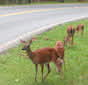 University of Georgia Professor Bob Warren says deer rarely travel alone. When a motorist hits a deer, it's usually the second deer that crosses the road; not the first, he said.
