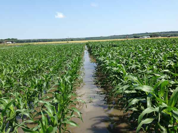 Corn plants are surrounded by water in a field in Kansas in 2014. Heavy rains leave farmers with no way to get in their fields to tend or harvest their crops.