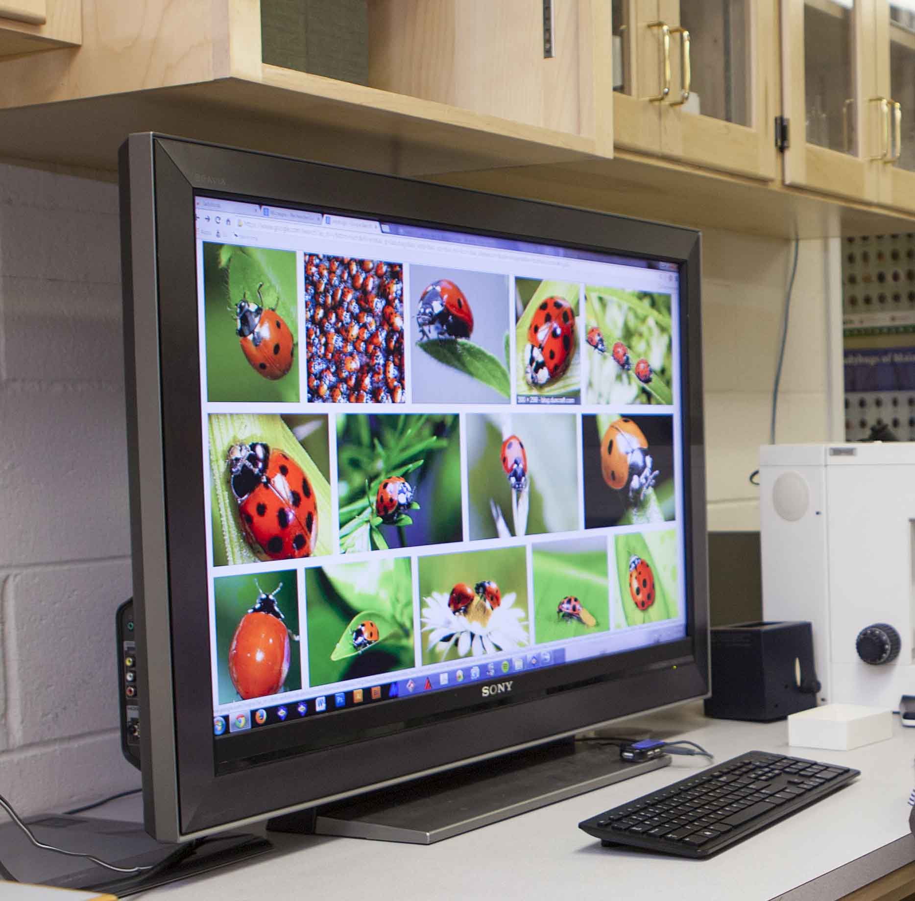 Brad K Hounkpati is shown in his UGA office with images of his lady bug collection shown on his computer screen.