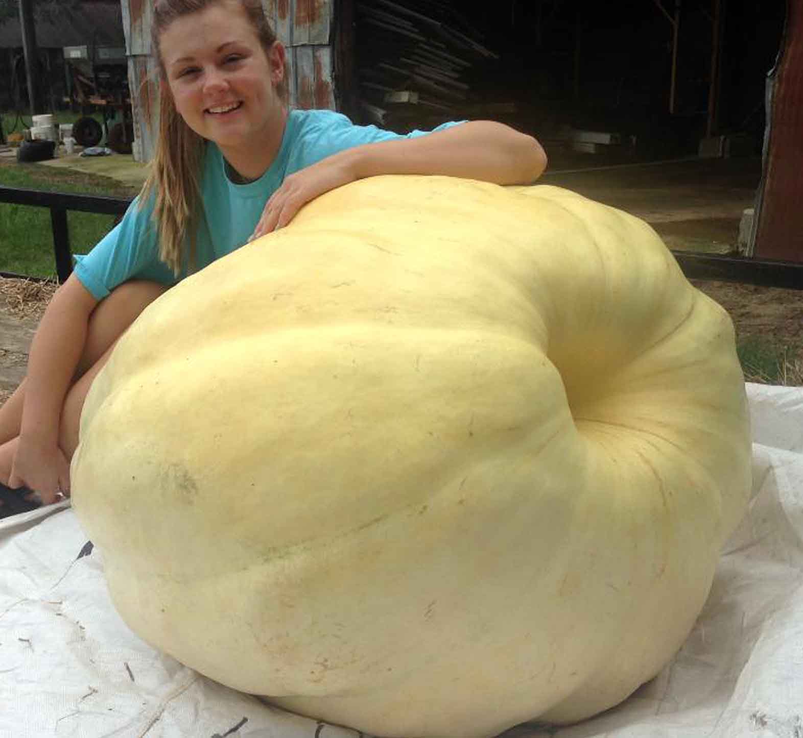 For the second year in row Caroline Daniel, of Terrell County 4-H, has won first place in Georgia 4-H's annual pumpkin contest with a 350-pound behemoth of an Atlantic Giant pumpkin. In 2014, Daniel also came in first with a 430-pound pumpkin.