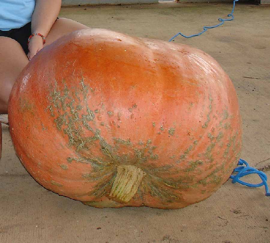 Kellee Alday, of Seminole County, took home second place with her 148-pound Atlantic Dill pumpkin in the 2015 Georgia 4-H Pumpkin Contest.