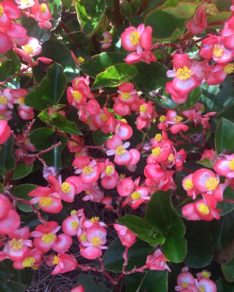 Begonia Baby Wing® 'Bicolor' – PanAmerican Seed