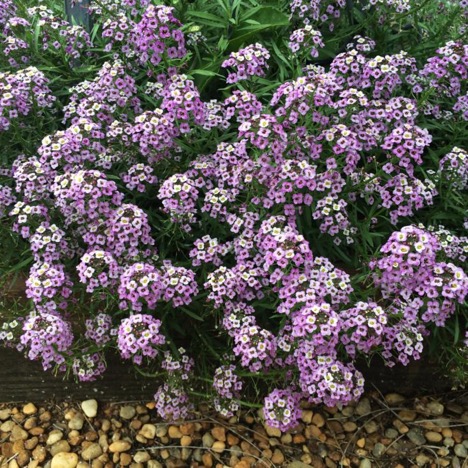 Lobularia 'Lavender Stream' – Danziger Flower Farm