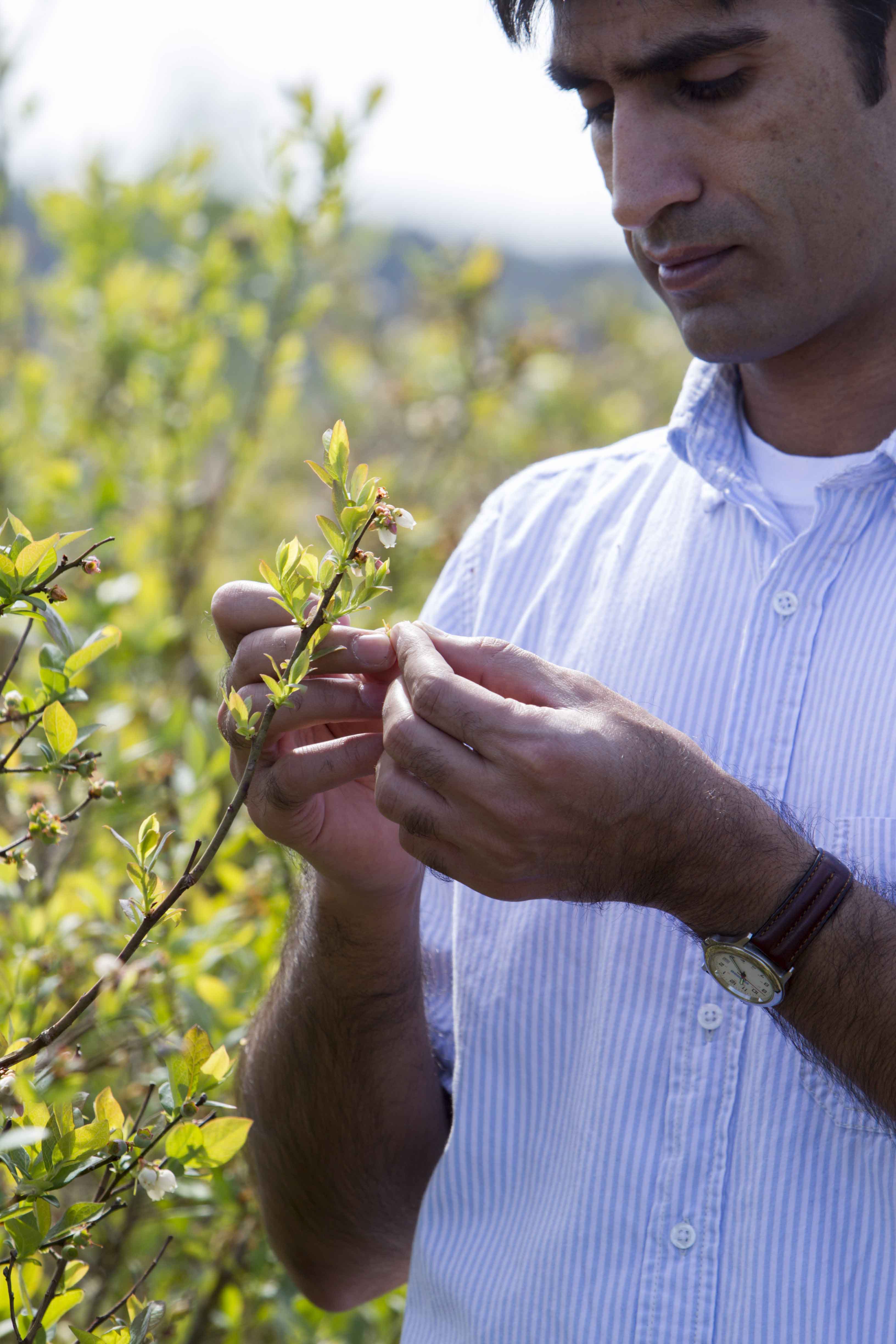 UGA entomologist Ashfaq Sial inspects a blueberry bush for damage.