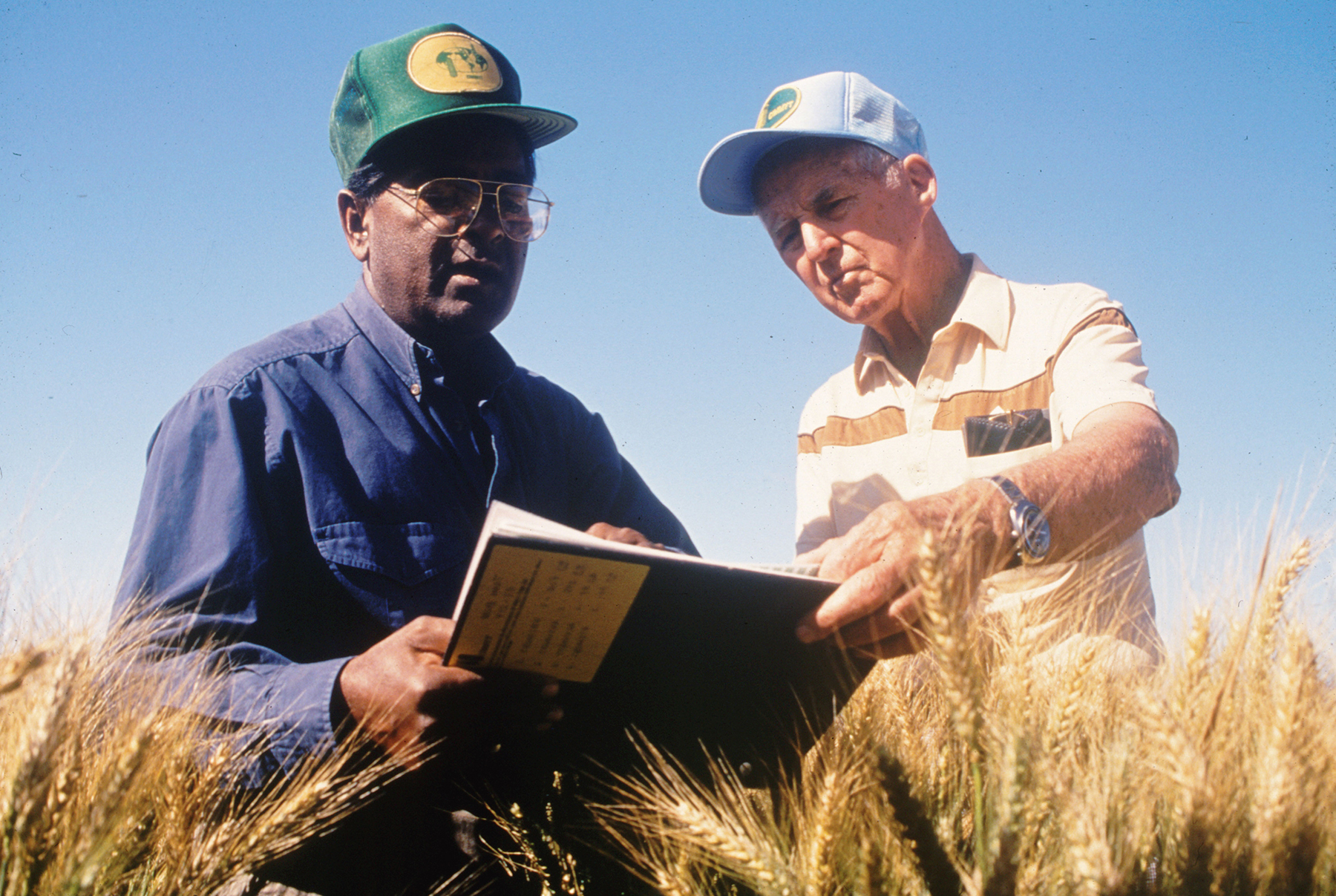 Sangaya Rajaram and Norman Borlaug working in wheat fields in Mexico.