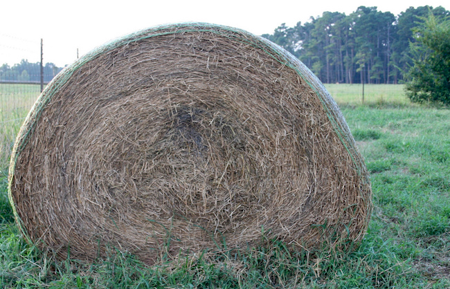 To determine the quality of hay, Georgia farmers trust forage tests from the University of Georgia Agricultural and Environmental Services Laboratories in Athens, Georgia. The lab provides an estimate of Relative Forage Quality (RFQ). This value is a single, easy-to-interpret number that improves a producer's understanding of forage quality and helps to establish a fair market value for the product.