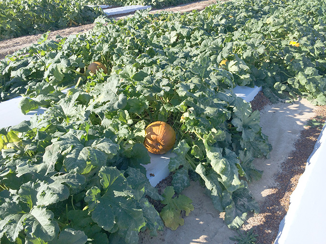 Pictured are pumpkins growing on the UGA Tifton Campus in 2014.