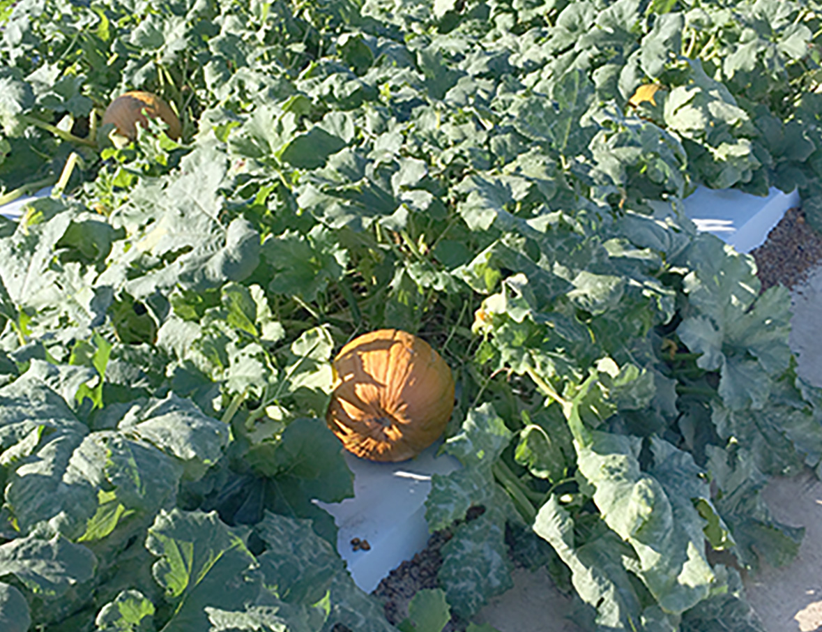 Pictured are pumpkins growing on the UGA Tifton Campus in 2014.