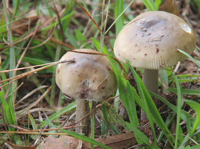 Mushrooms typically pop up after a period of rainfall. University of Georgia plant pathologists say identifying the ones that are edible is hard, even for trained experts. Eating a poisonous mushrooms can lead to intestinal discomfort, cause damage to vital organs and even lead to death.