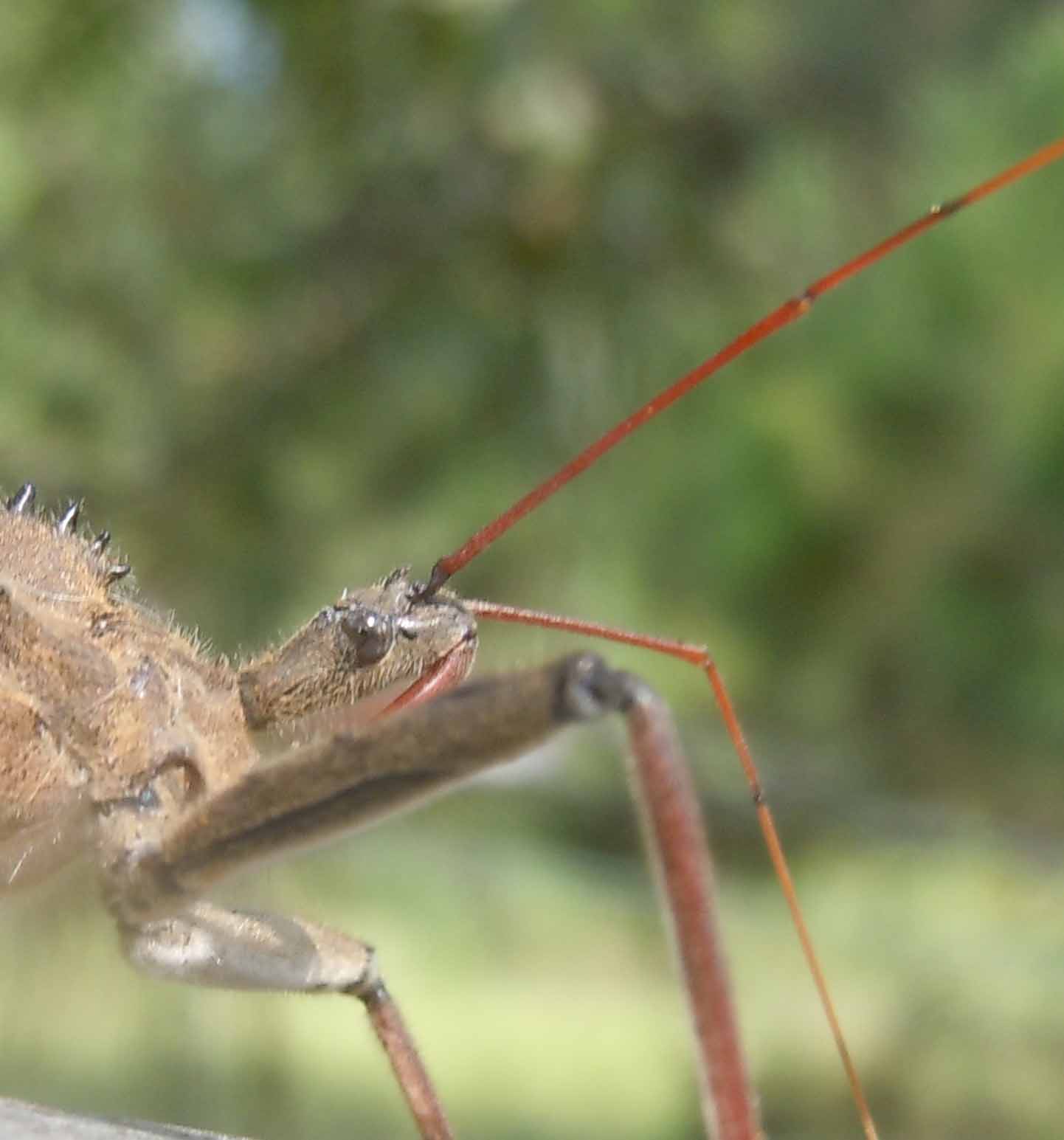 Many Georgians are confusing the common wheel bug, which is beneficial in Georgia gardens, with the kissing bug, which made news earlier this fall.