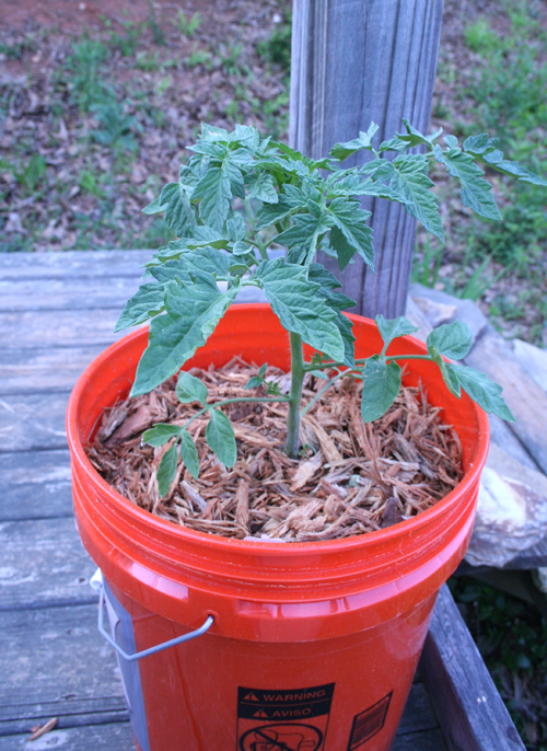 Small tomato plant growing in a bucket