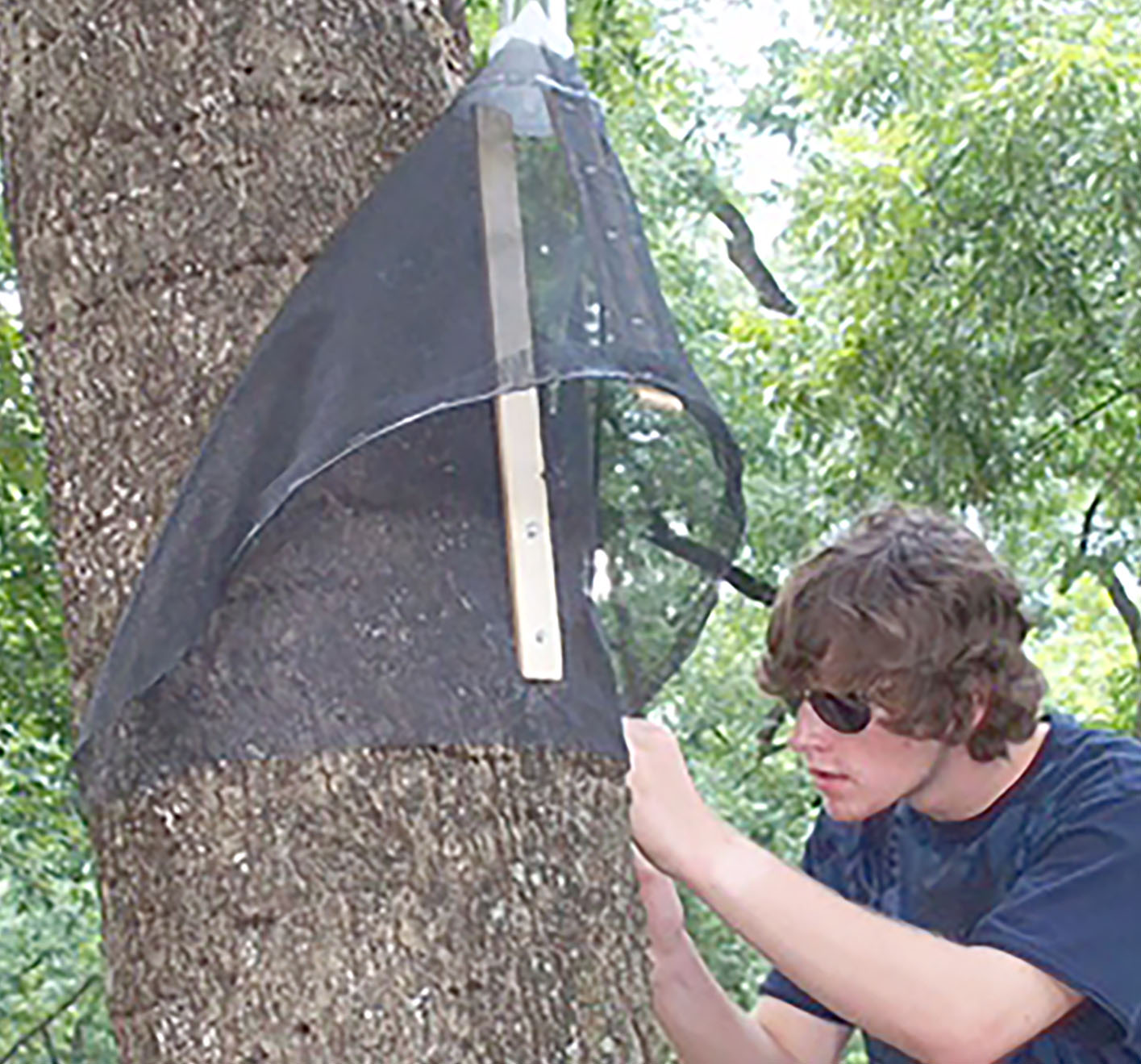 A Dougherty County 4-H'er helps put up a trap to monitor pecan weevils.