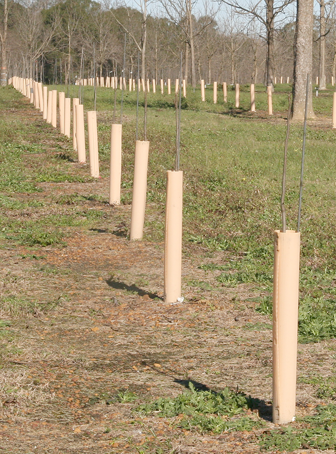 Young, immature pecan trees are seen at the Ponder Farm on the UGA Tifton Campus on Jan. 5, 2016.