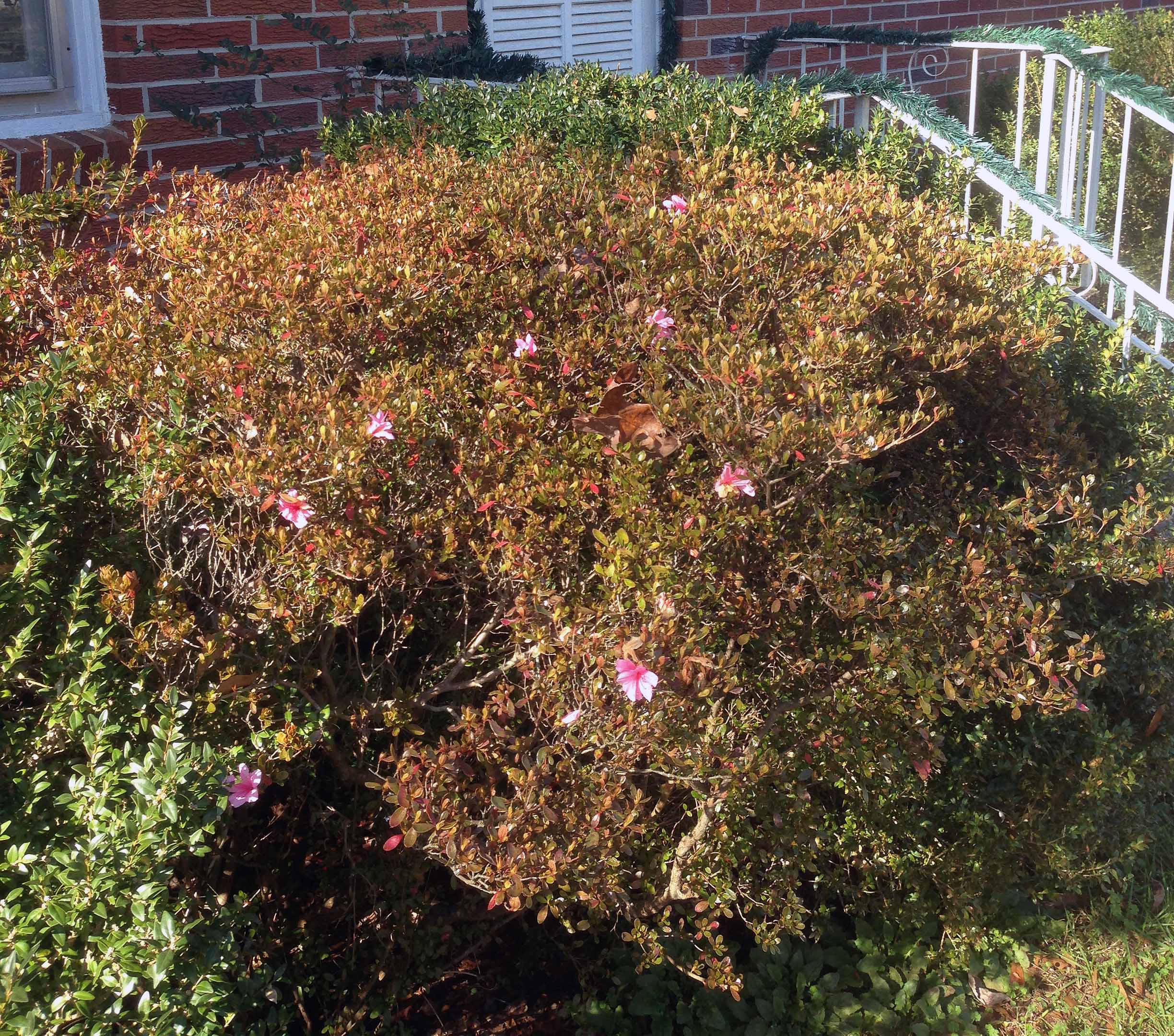 Springlike weather throughout the state cause ornamental shrubs and trees to bloom early. These azaleas blossomed the week before Christmas in Hart County.