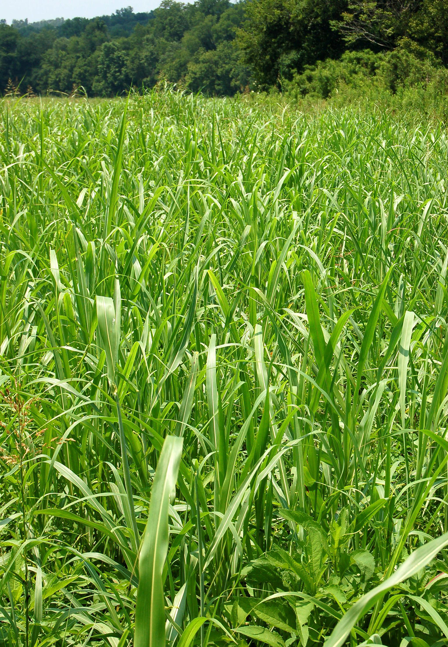 Johnsongrass, known scientifically as Sorghum halepense, grows happily in a field it invaded. The weed continues to cause millions of dollars in lost agricultural revenue each year.