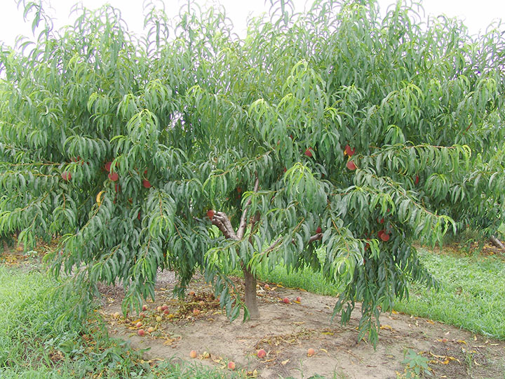 Here is a picture of a  peach tree orchard.