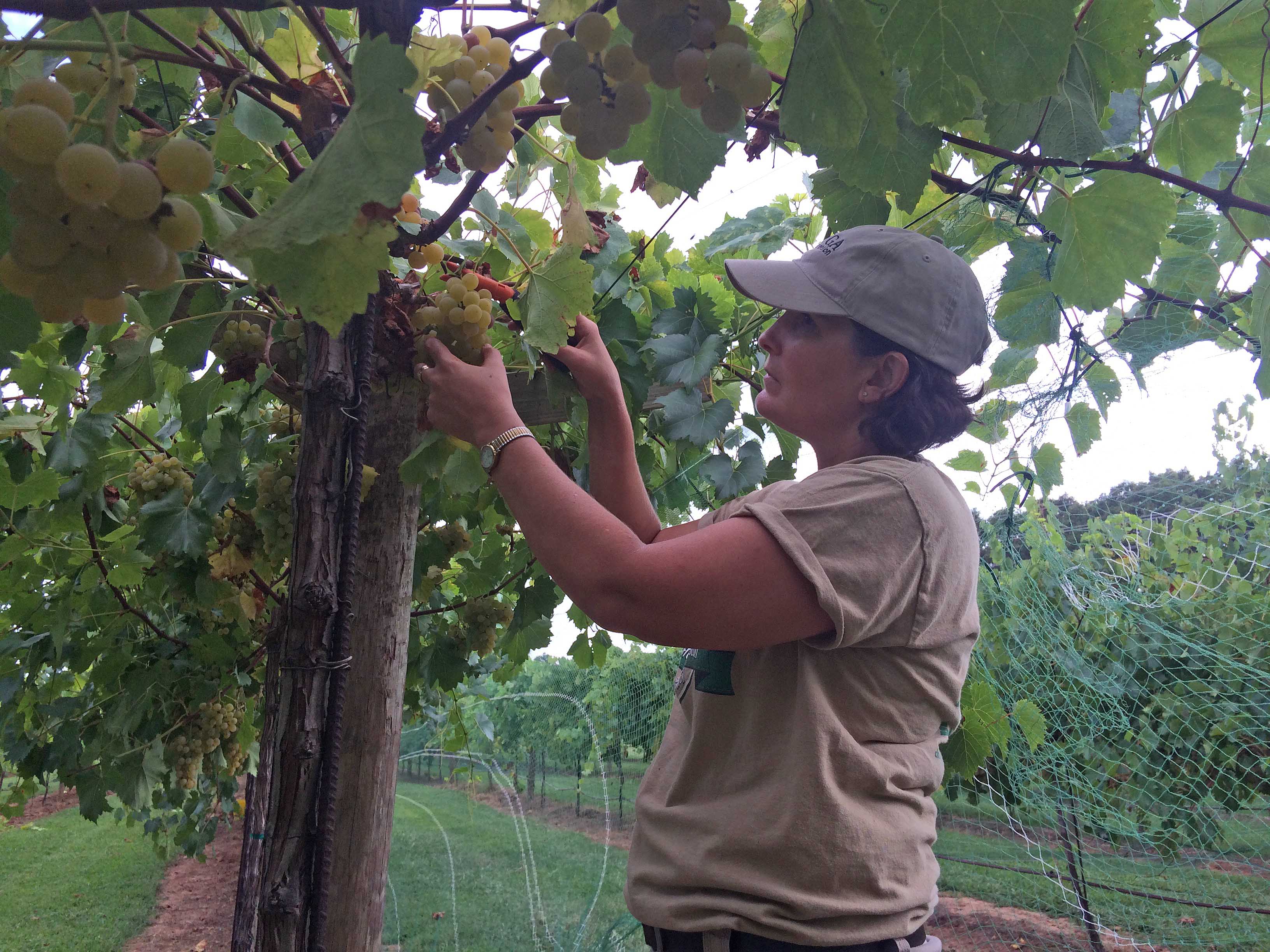Carroll County UGA Cooperative Extension agent Paula Burke gathers wine grape samples at Trillium Winery.