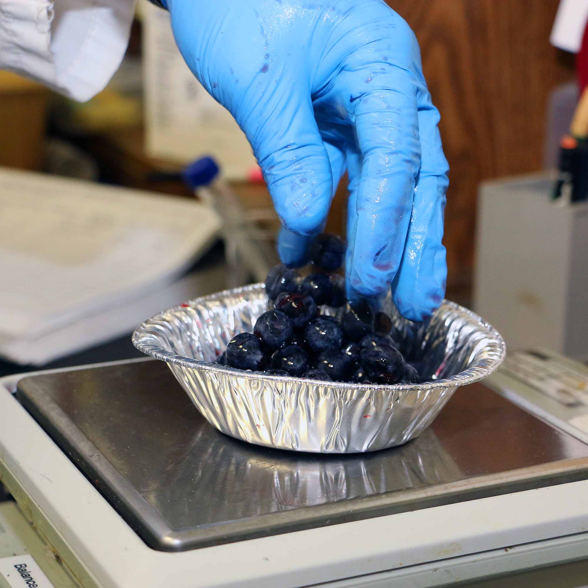 A cluster of wine grapes is weighed for testing at UGA Cooperative Extension's Agricultural and Environmental Services Laboratories.