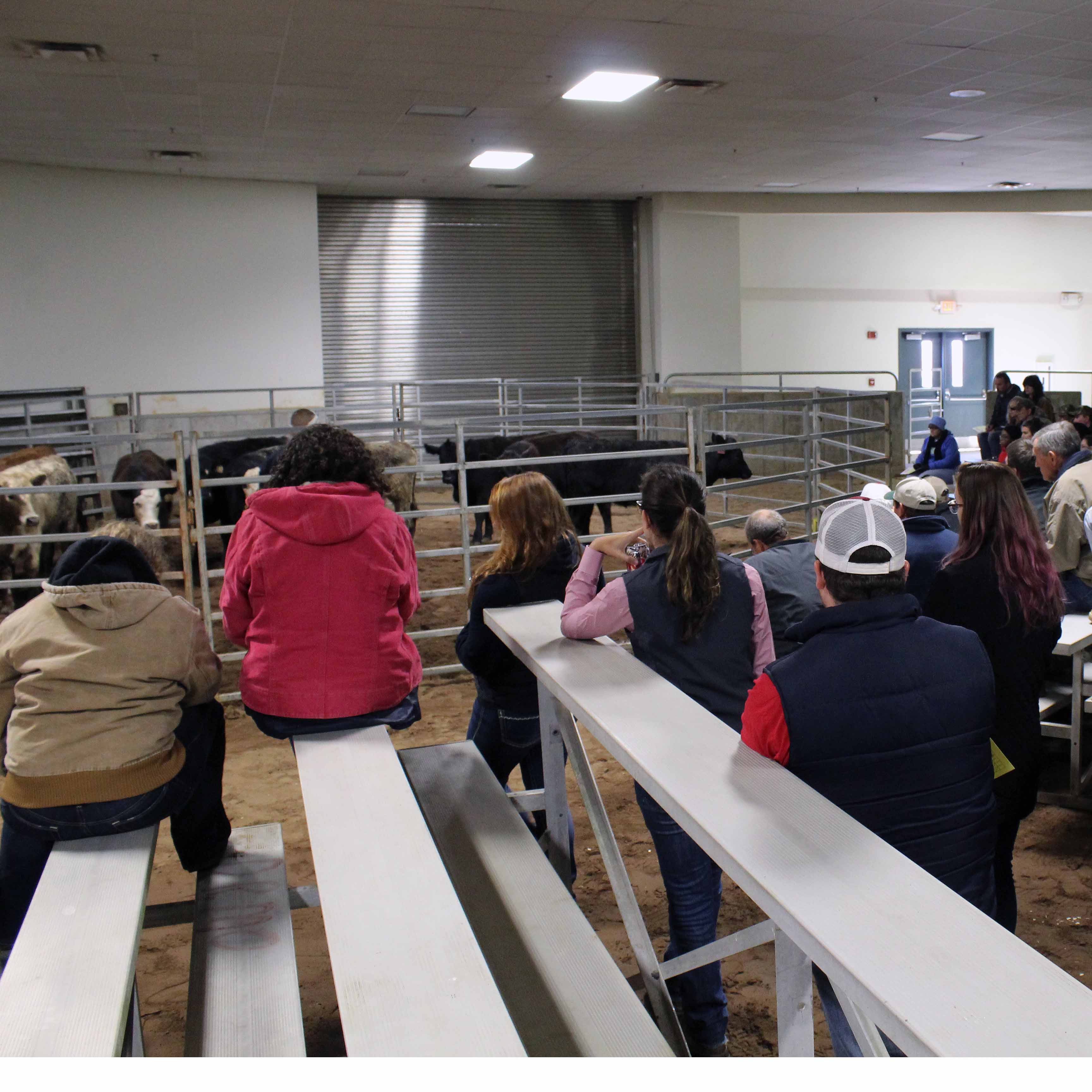 A group of UGA students and farmers at the Northeast Georgia Beef Cattle Short Course on Feb. 10, 2016.