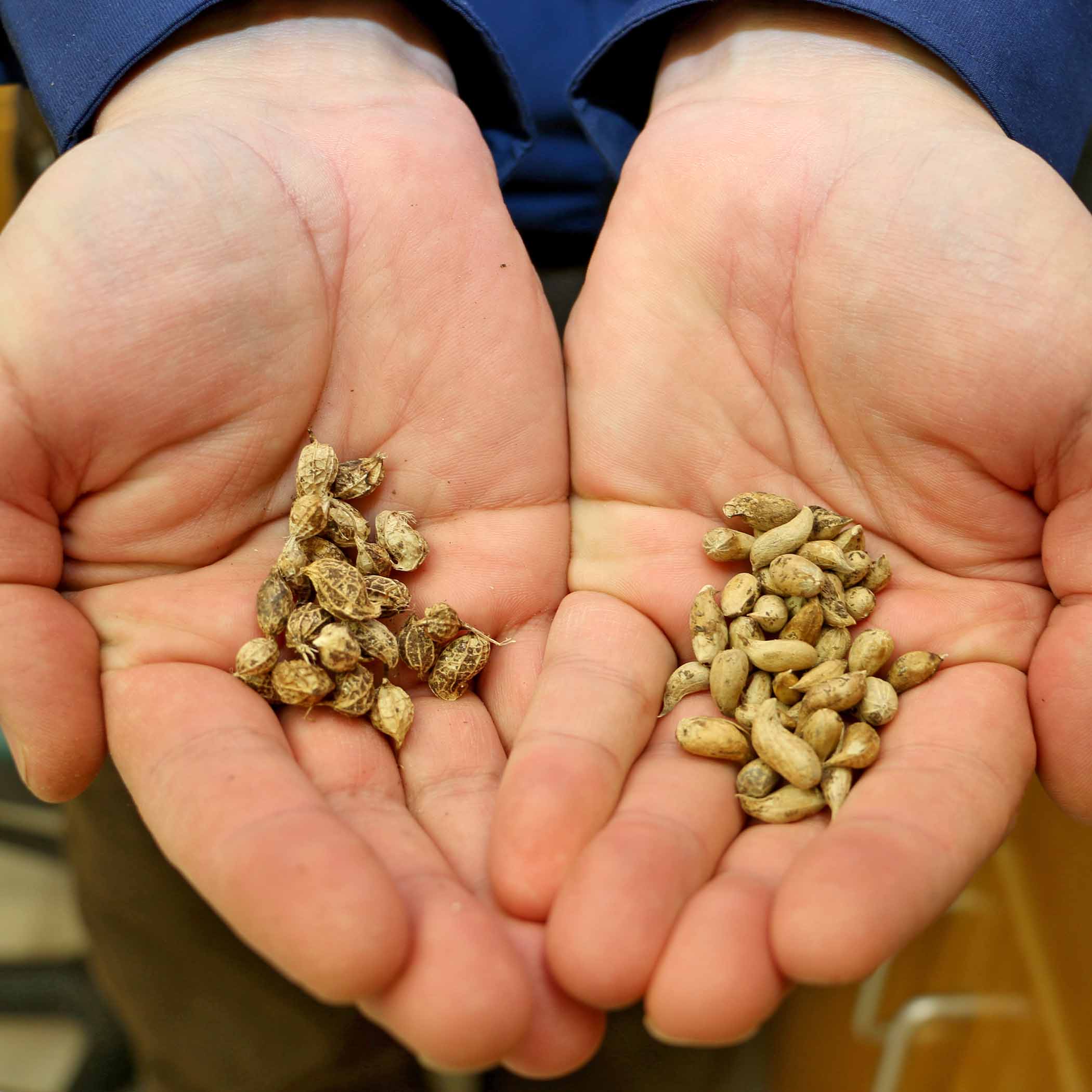 Arachis ipaensis, left, and Arachis duranensis, right, are the two species of wild peanut that crossed to provide the genetic blueprint for today's modern peanut varieties.