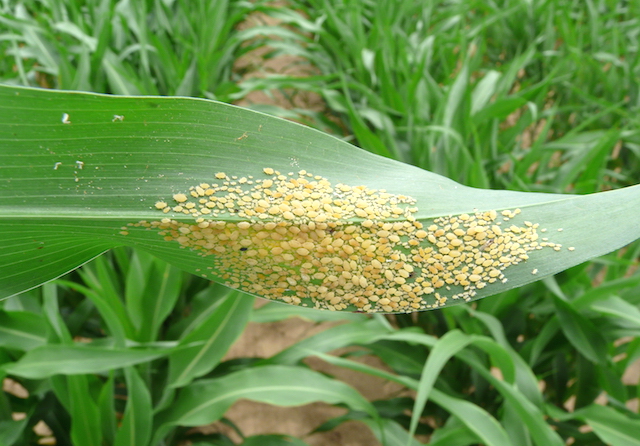 Sugarcane aphids at various stages of development.