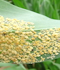 Sugarcane aphids at various stages of development.
