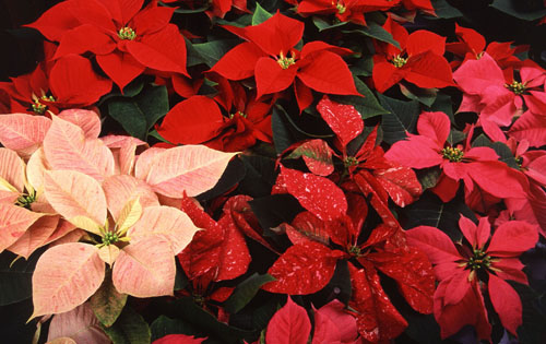 A variety of poinsettias.