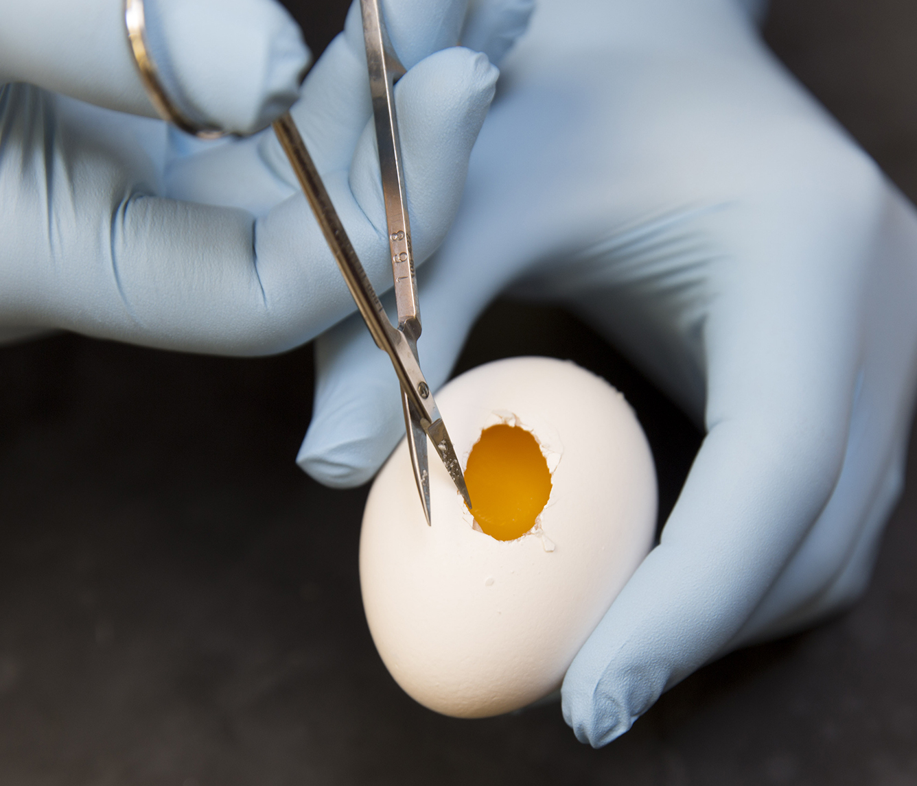 Forrest Goodfellow, a graduate student in University of Georgia's Regenerative Bioscience Center, cuts into a chicken egg.