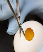Forrest Goodfellow, a graduate student in University of Georgia's Regenerative Bioscience Center, cuts into a chicken egg.