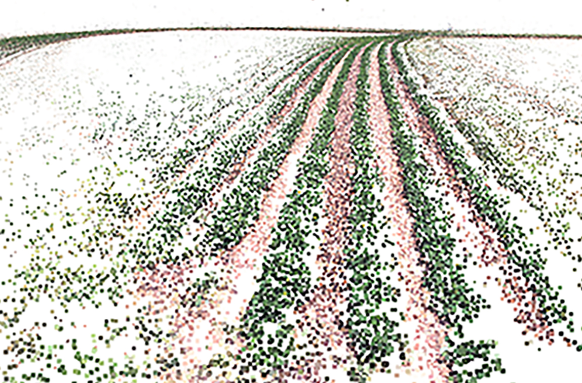 This is a partially reconstructed point-cloud of a peanut field. When completed, UGA scientists will be able to tell the height, width, leaf cover, growth and disease anomolies for individual plants and track it through the season. Currently the research project is working to make the 3-d reconstruction accurate to within 1 mm.
