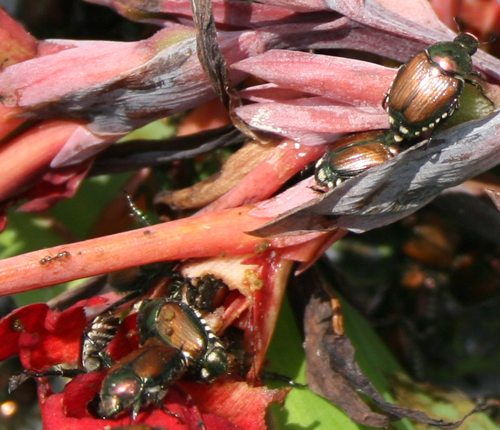 Japanese beetles dine on canna lily branches