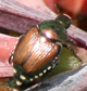 Japanese beetles dine on canna lily branches