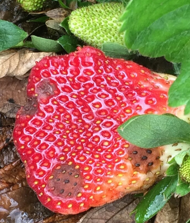 Georgia strawberry farmers typically spray fungicides to control Botrytis and anthracnose (shown), two fungi that cause fruit rot. University of Georgia researchers are testing a mobile app, created by University of Florida scientists, that uses temperature and leaf moisture monitors to recommend when farmers should spray for diseases.