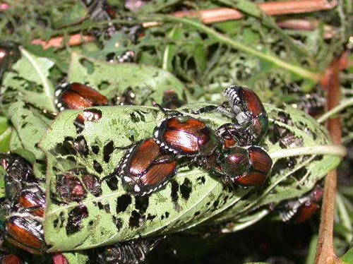 A group of Japanese beetles eat crape myrtle leaves