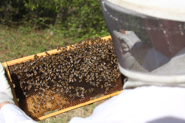 Beekeeper and bees at the UGA Bee Laboratory on the university's Horticulture Research Farm in Watkinsville, Georgia.