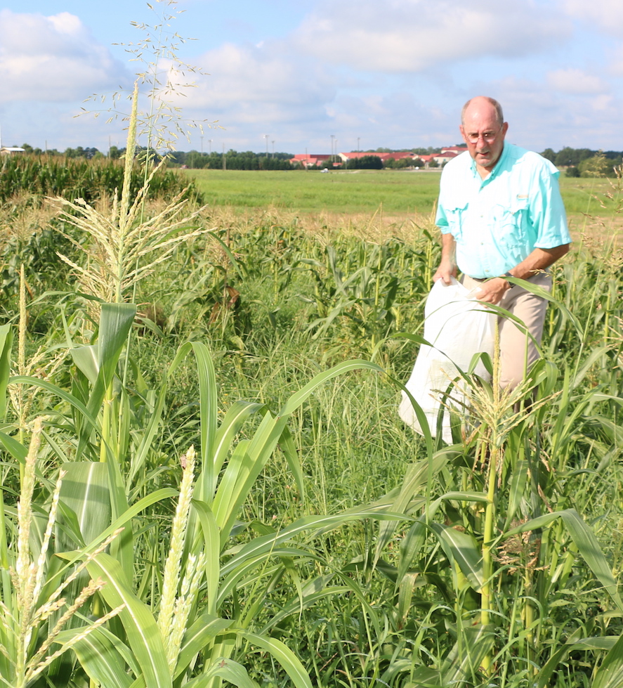 Professor Nick Hill harvests corn from his test plots at the J. Phil Campbell Research and Education Center in Watkinsville, Georgia.