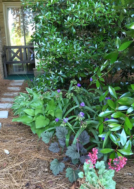 Plants like hostas, epimedium, numerous species of ferns, caladiums, coleus, and monkey grass can be combined to create beautiful gardens in the shade.