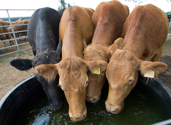 Cattle drinking from farm ponds can hurt livestock, fish and shoreline |  CAES Newswire