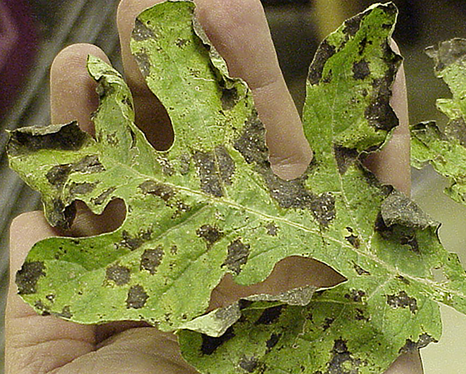 Downy mildew disease on a watermelon leaf.